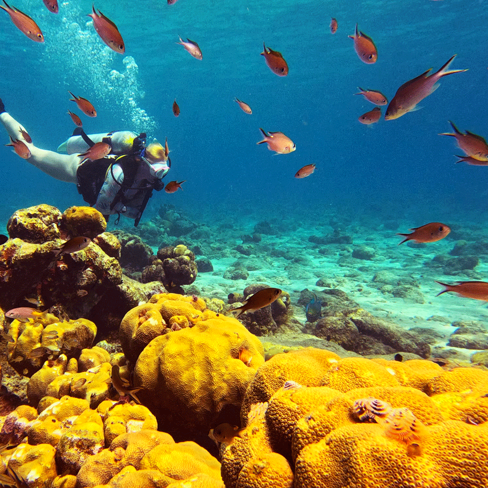Beginner Scuba Diving Experience in Curaçao (1 Dive) – No License Required