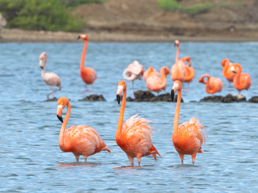 Flamingos Curaçao: Where to See Flamingos + Best Tours & Locations