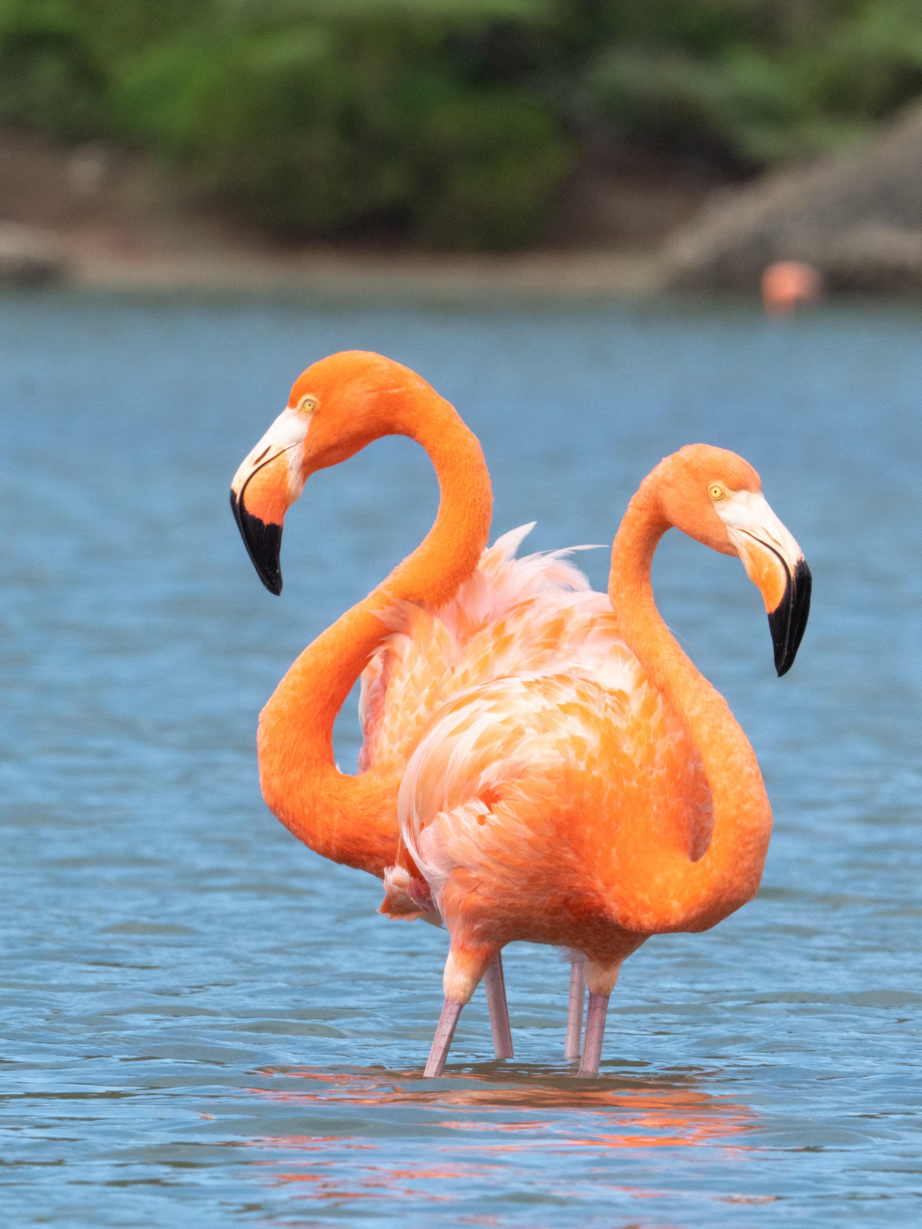 Flamingos Curaçao: Where to See Flamingos + Best Tours & Locations