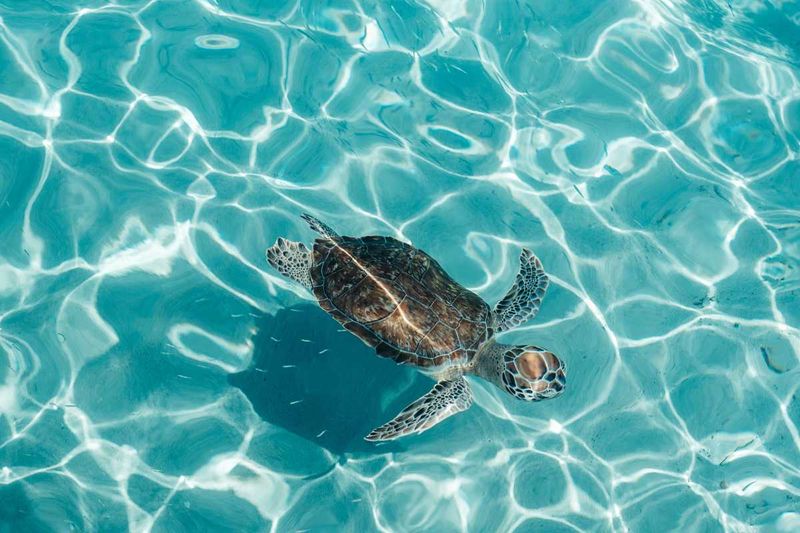 Best Curaçao Beach Tour – 3 Beaches, Lunch & Snorkeling
