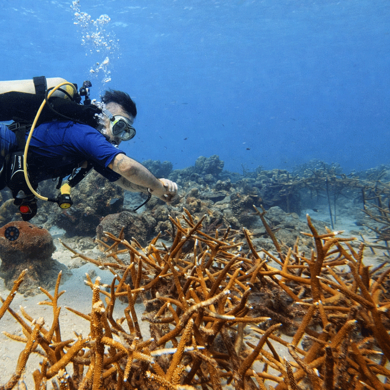 Beginner Scuba Diving Experience in Curaçao (1 Dive) – No License Required