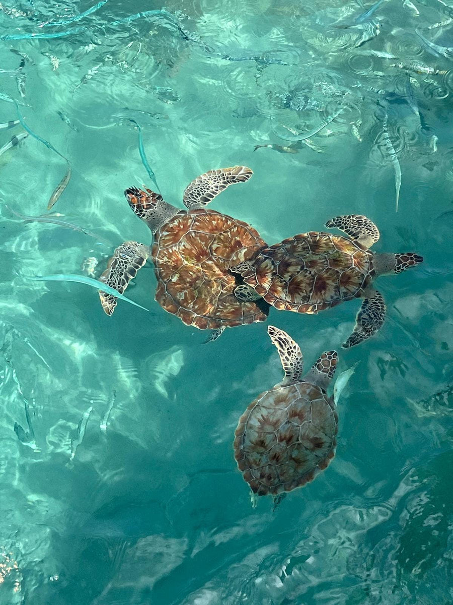 Playa Piskado Curaçao (Playa Grandi): Turtles, Snorkeling & How to Visit