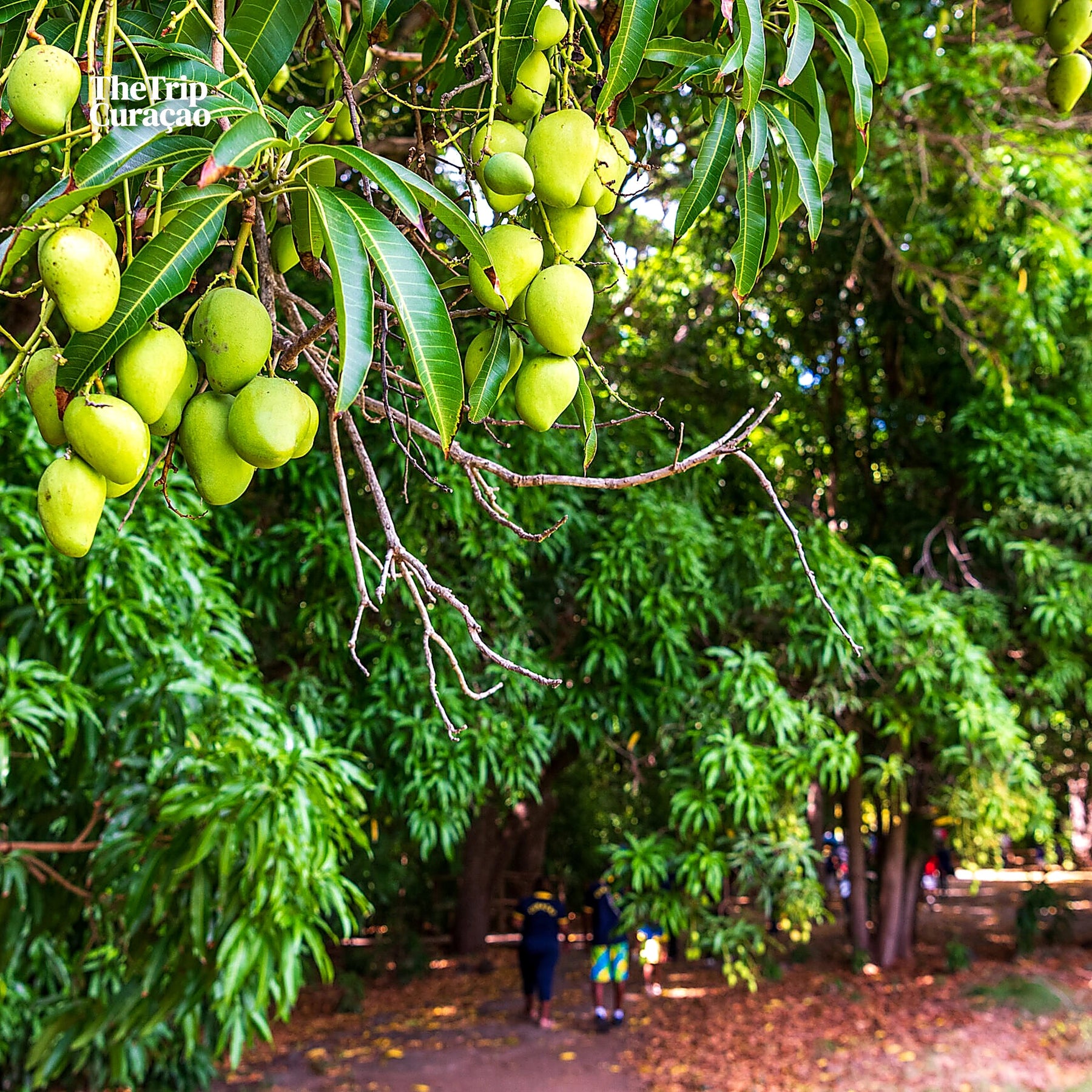 Hofi Mango