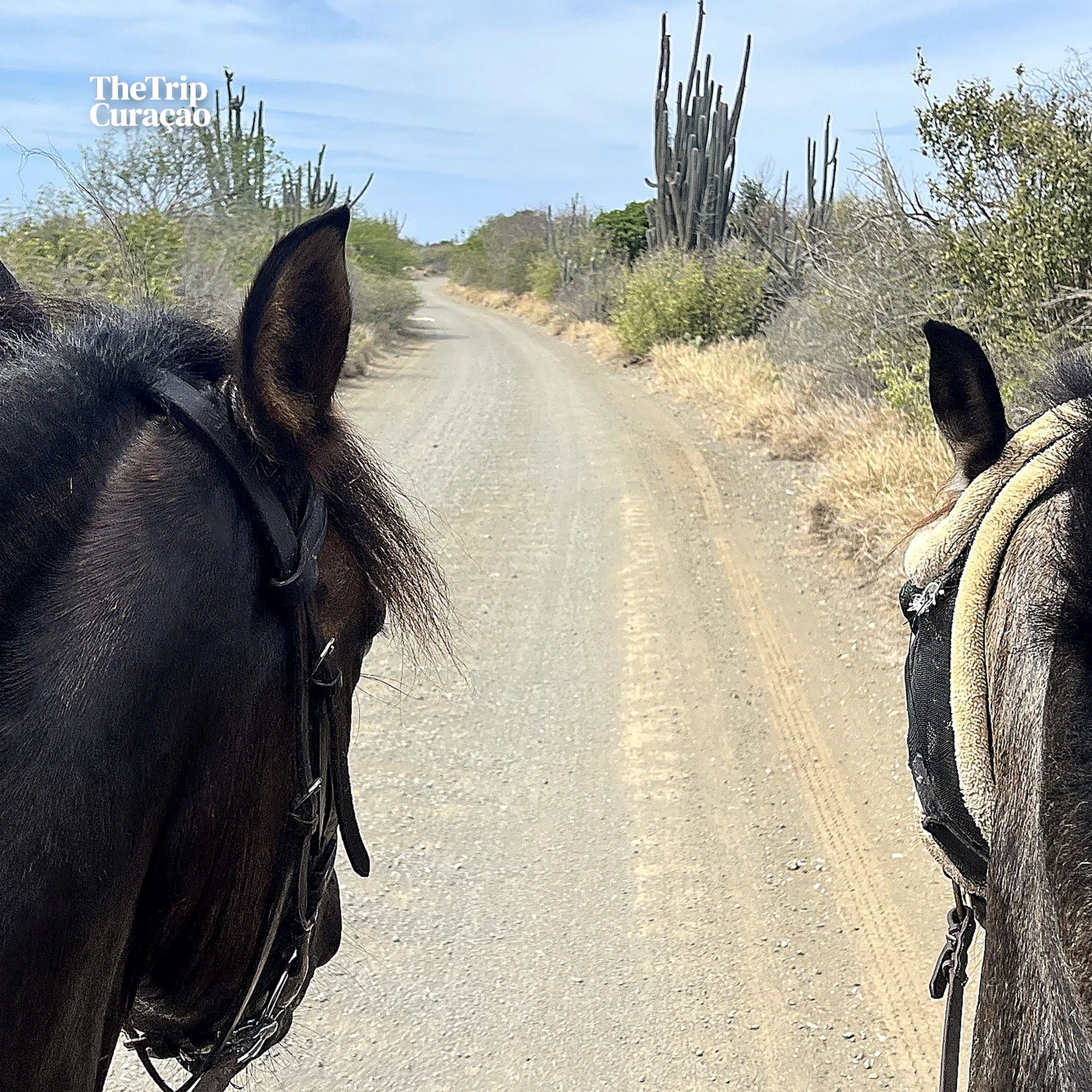 Horseback riding Tours Curaçao - INTERMEDIATE/ADVANCED