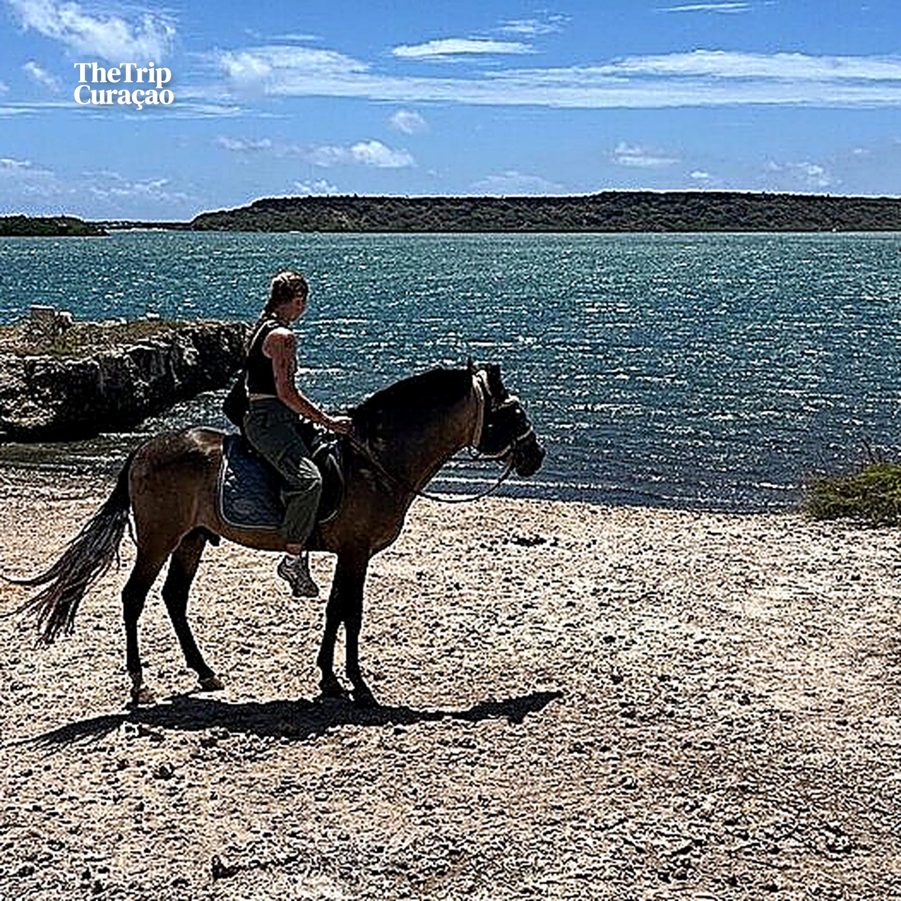 Horseback riding Tours Curaçao - INTERMEDIATE/ADVANCED