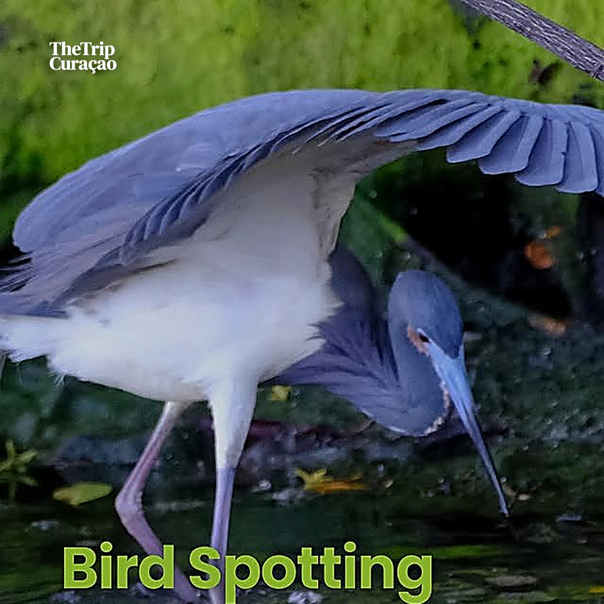 Curaçao Rif mangrove Park