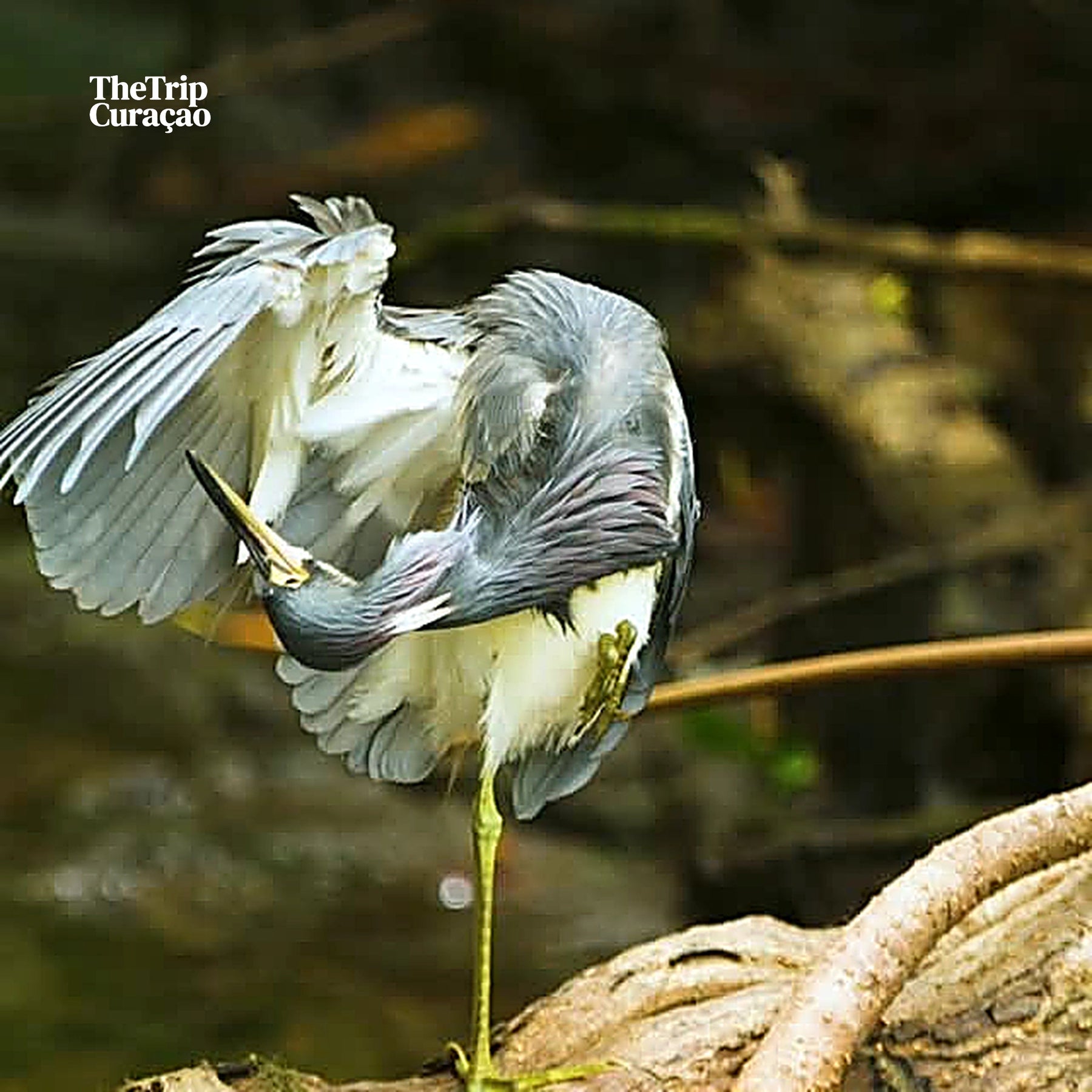 Curaçao Rif mangrove Park