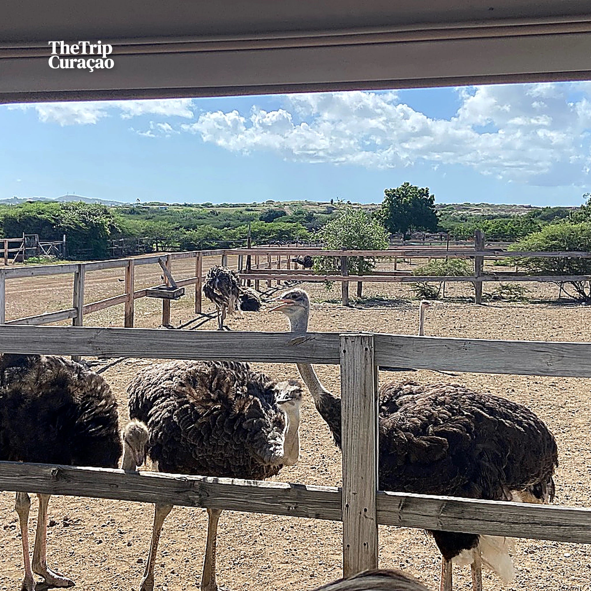 Curacao Ostrich Farm