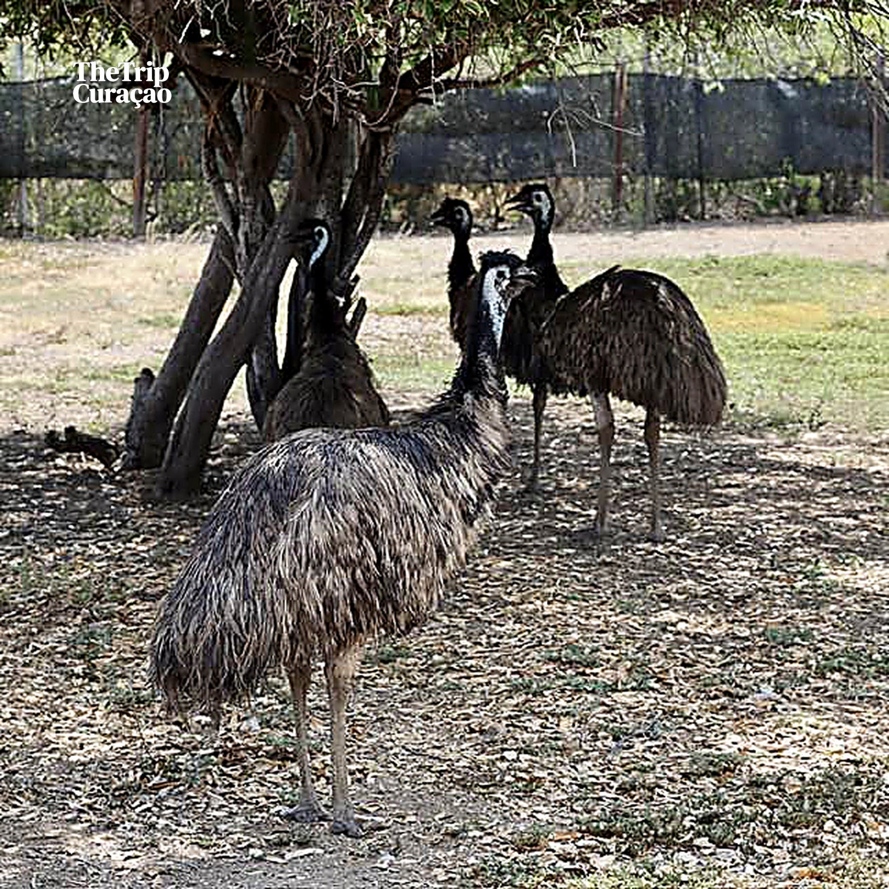 Curacao Ostrich Farm