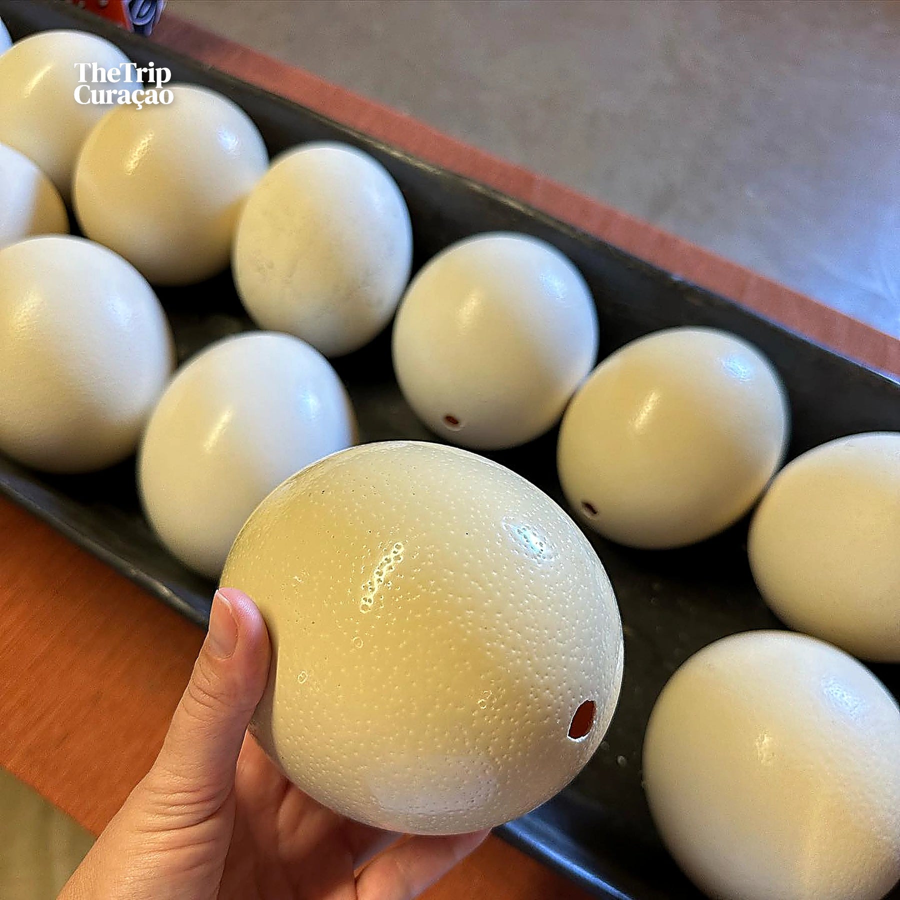 Curacao Ostrich Farm