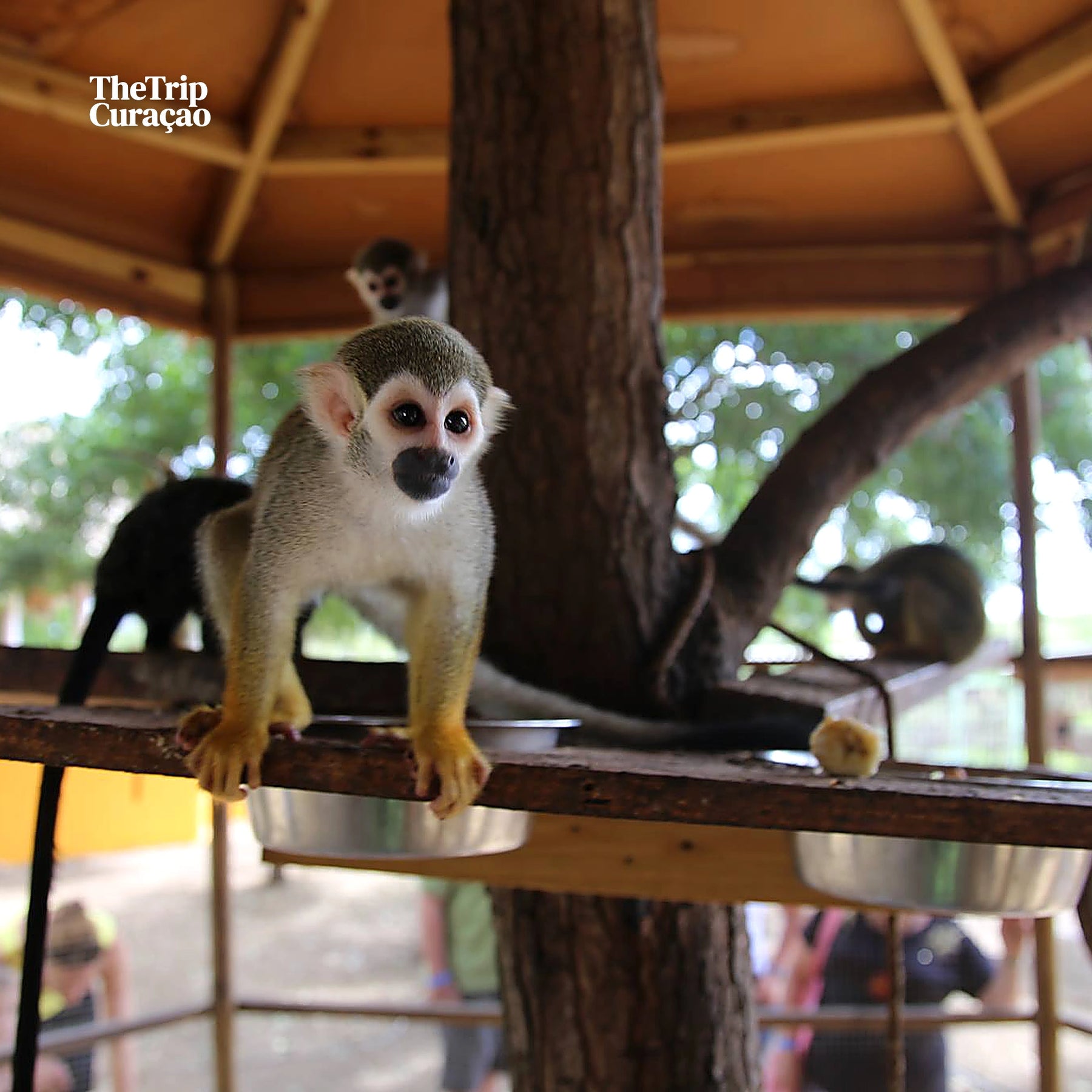 Curacao Ostrich Farm