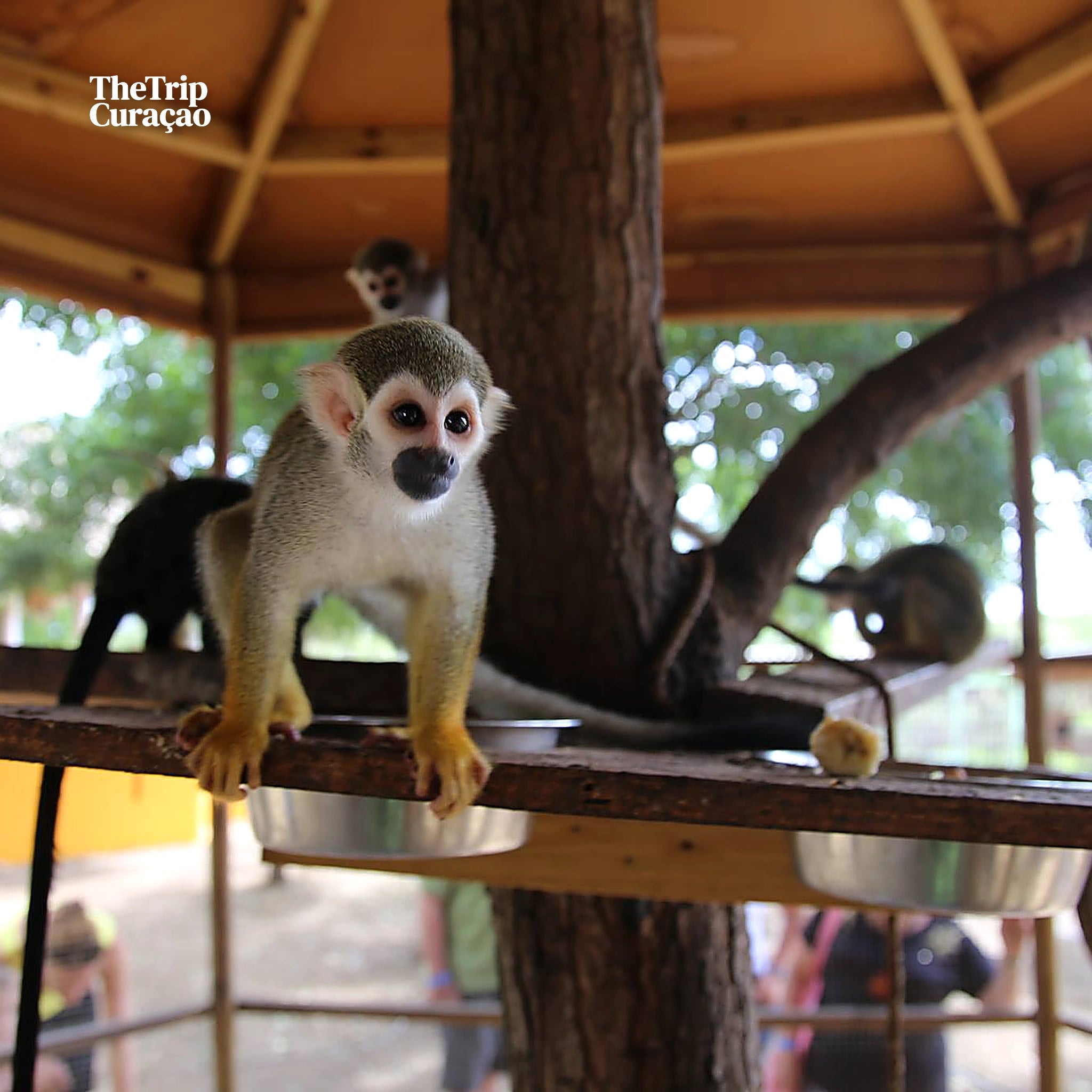Curacao Ostrich Farm