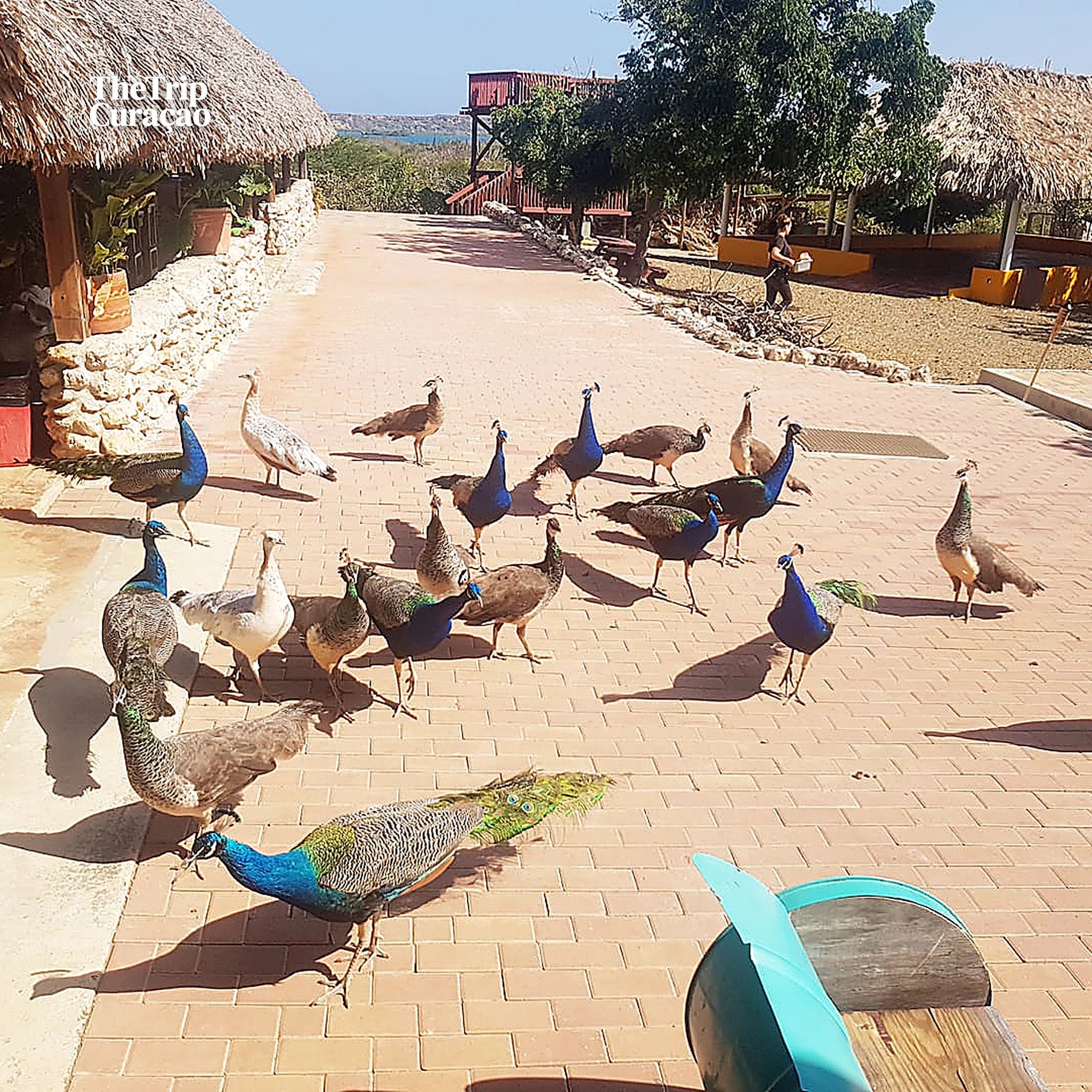 Curacao Ostrich Farm