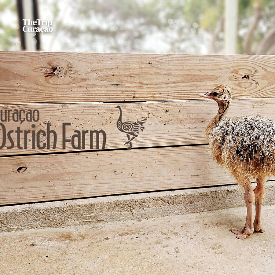 Curacao Ostrich Farm