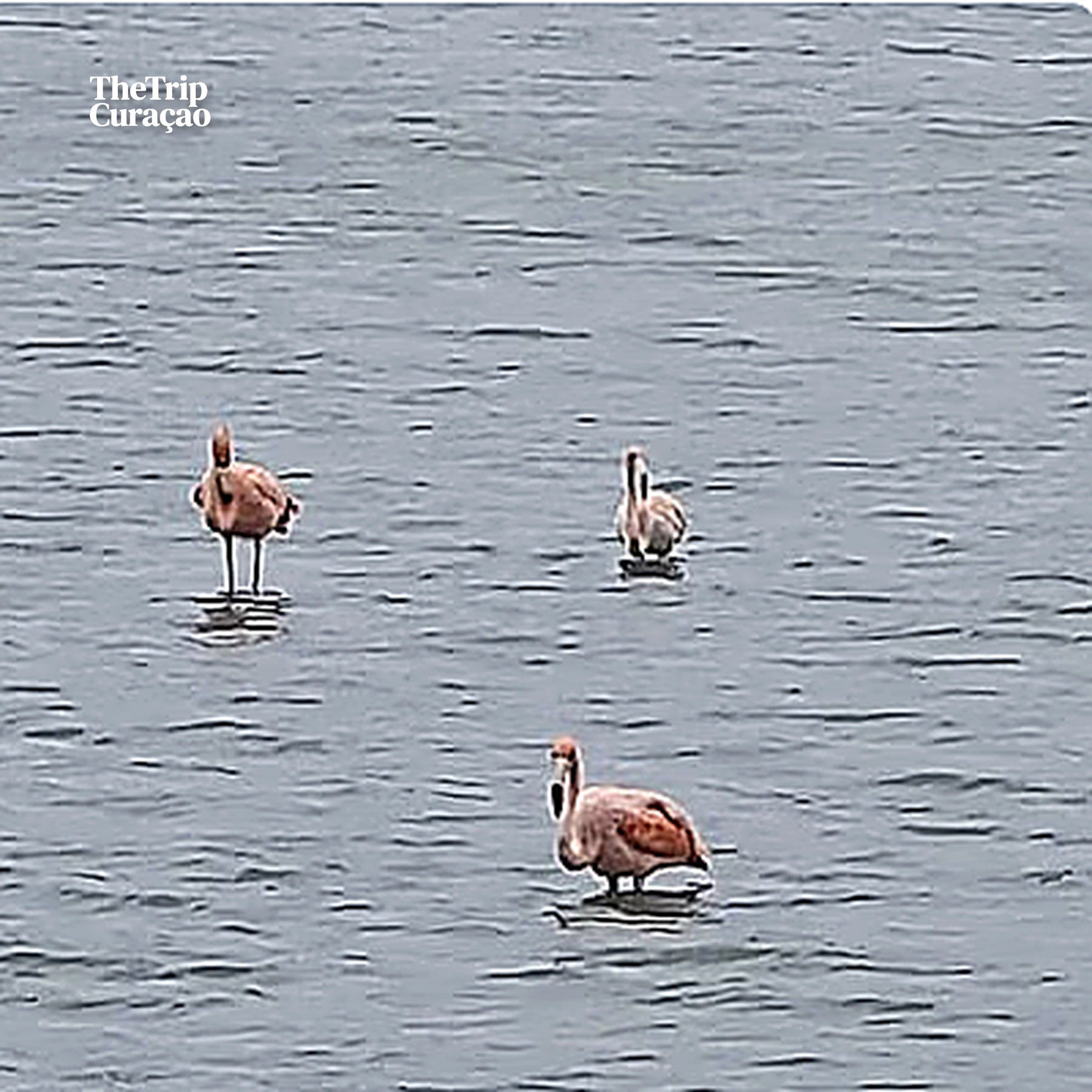 Green Escape, Hato Cave, Flamingo's and Turtle Beach Tour