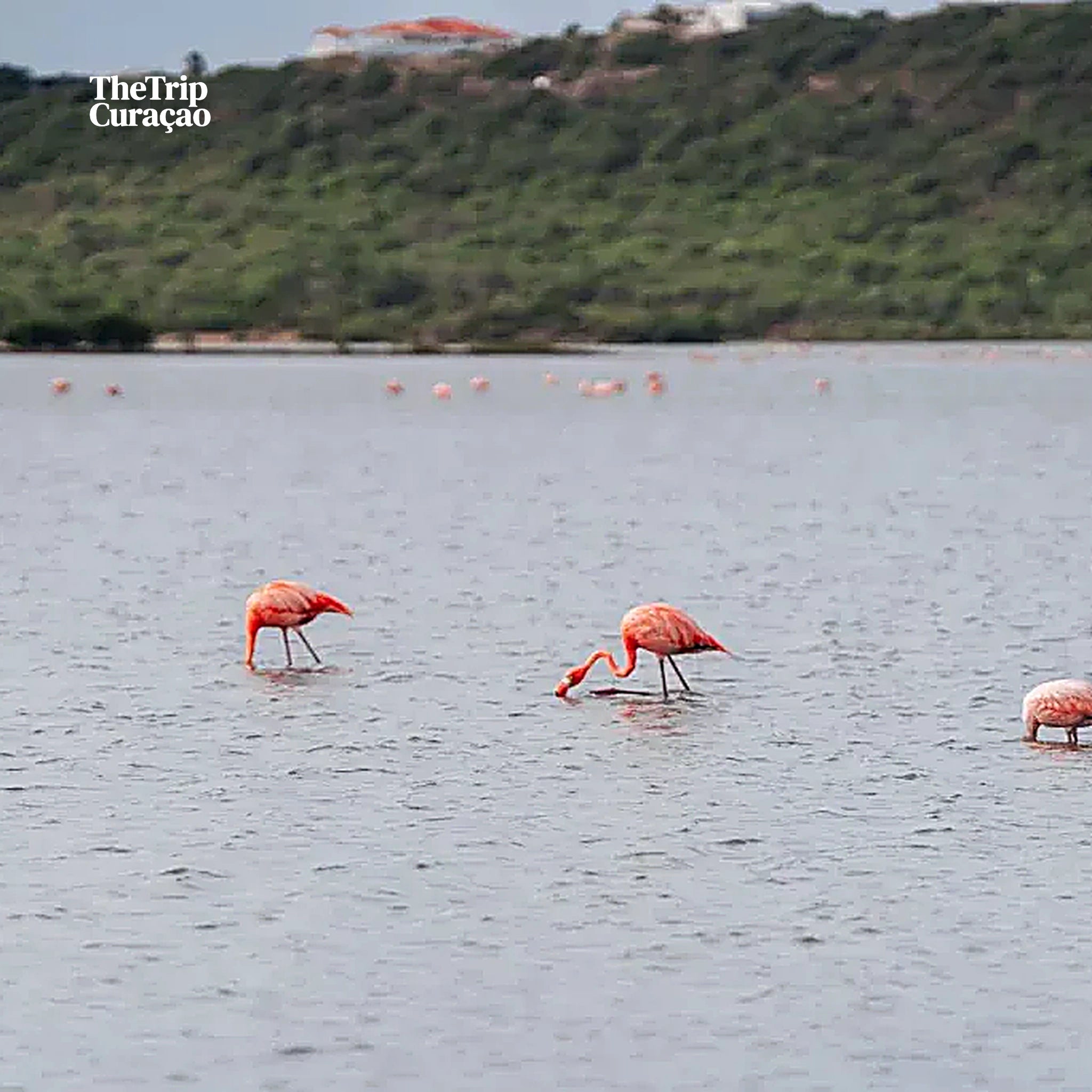 Wonders of Curaçao: Caves, Turtles & Beaches