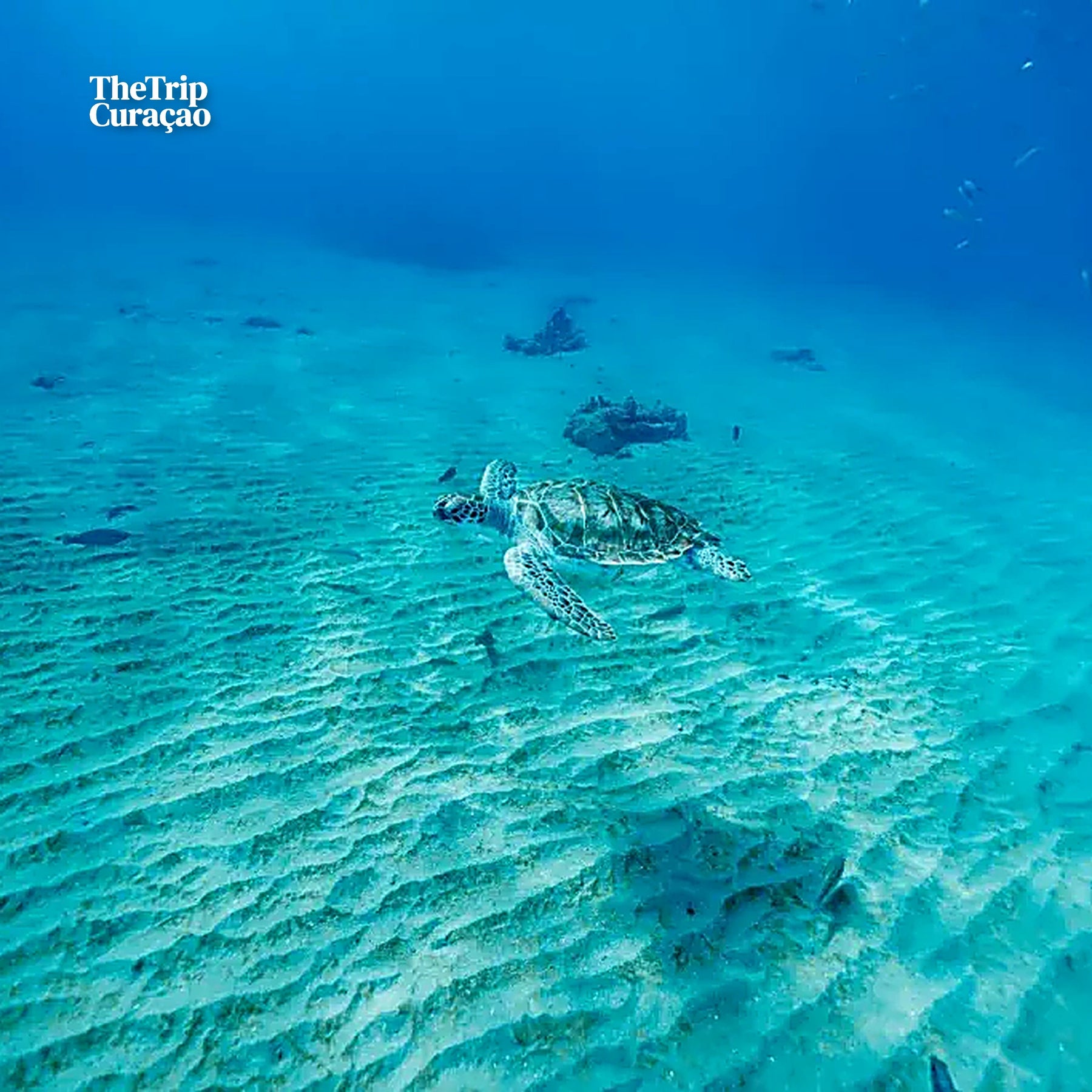 Wonders of Curaçao: Caves, Turtles & Beaches