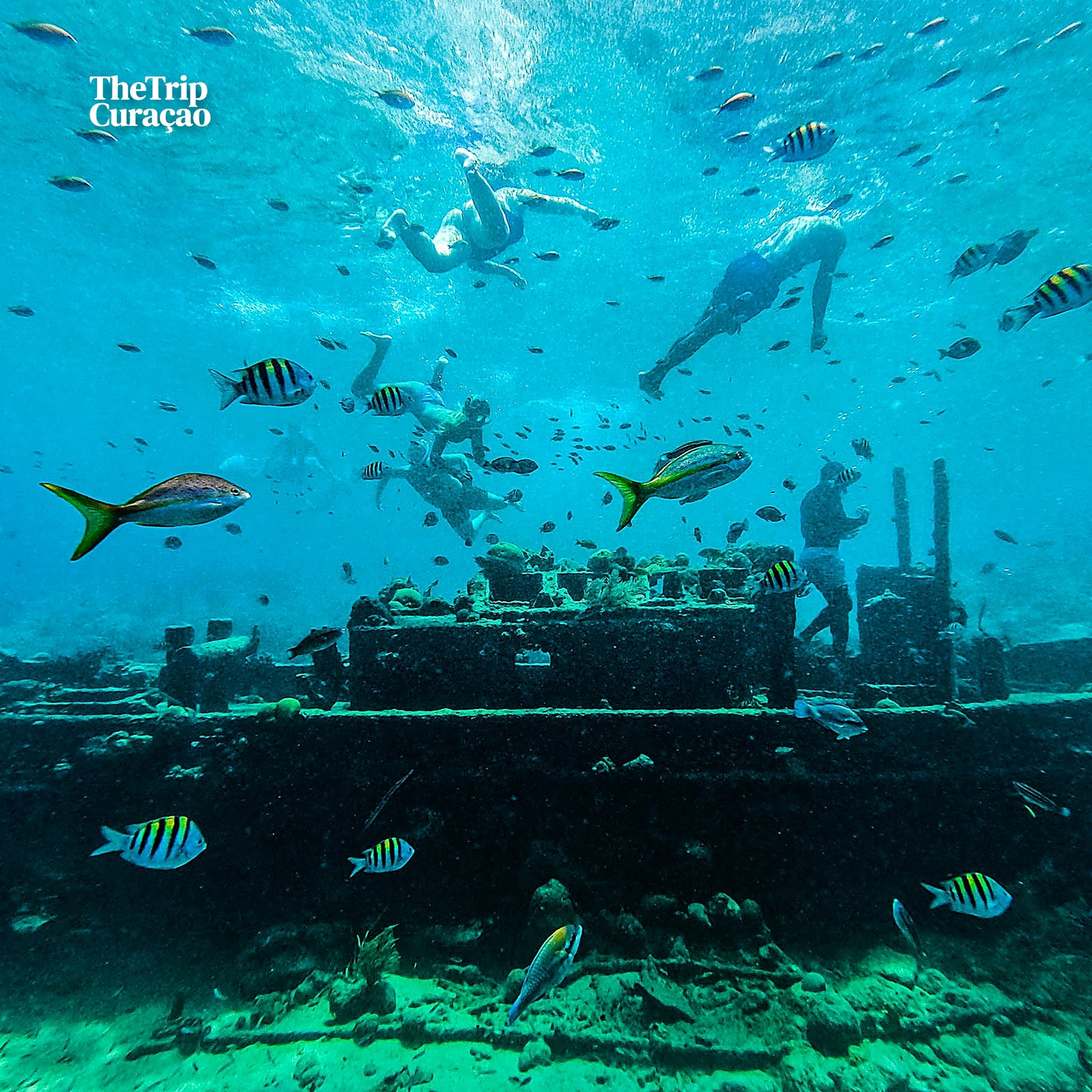 Catamaran Snorkeling Trip
