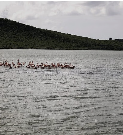 Half Day Hato Cave, Flamingo & Beach Tour