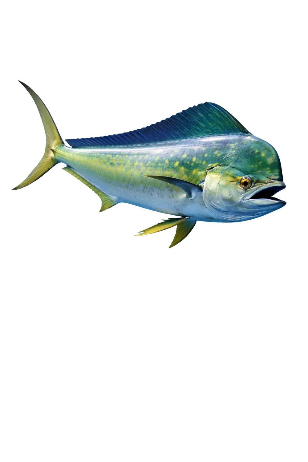 Mahi-Mahi (Dorado)