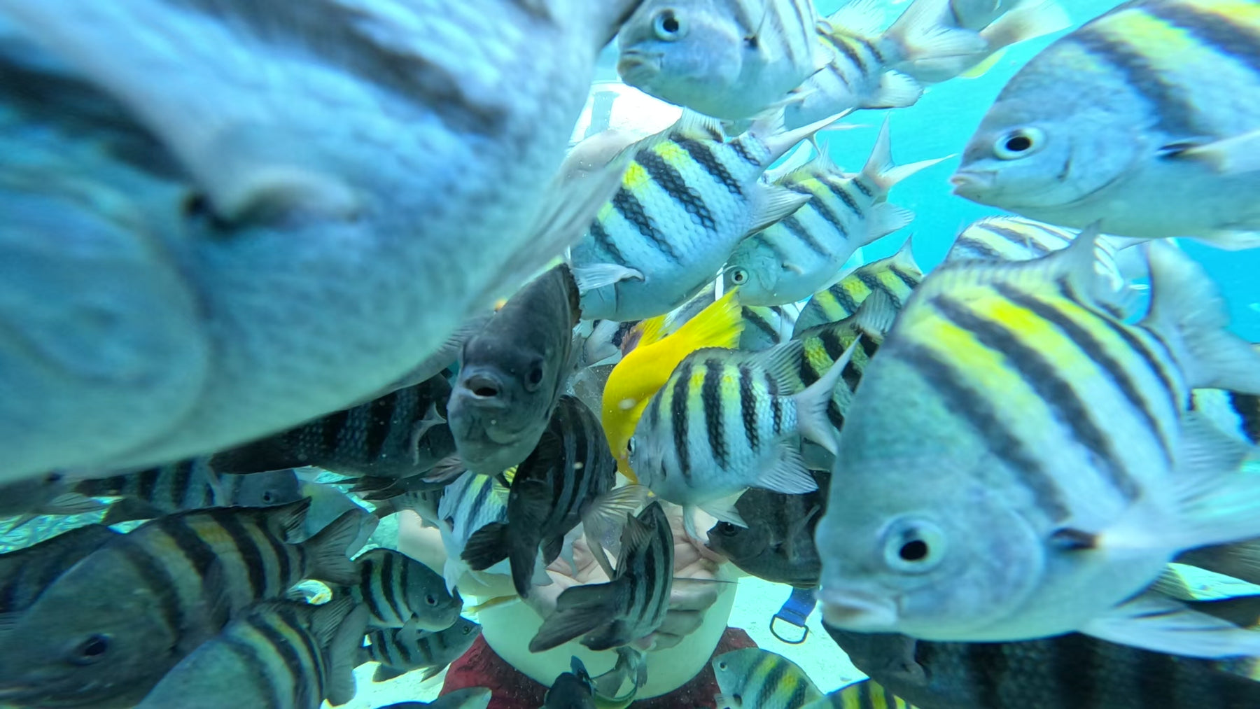 SeaTREK Underwater Walking Tour Curaçao