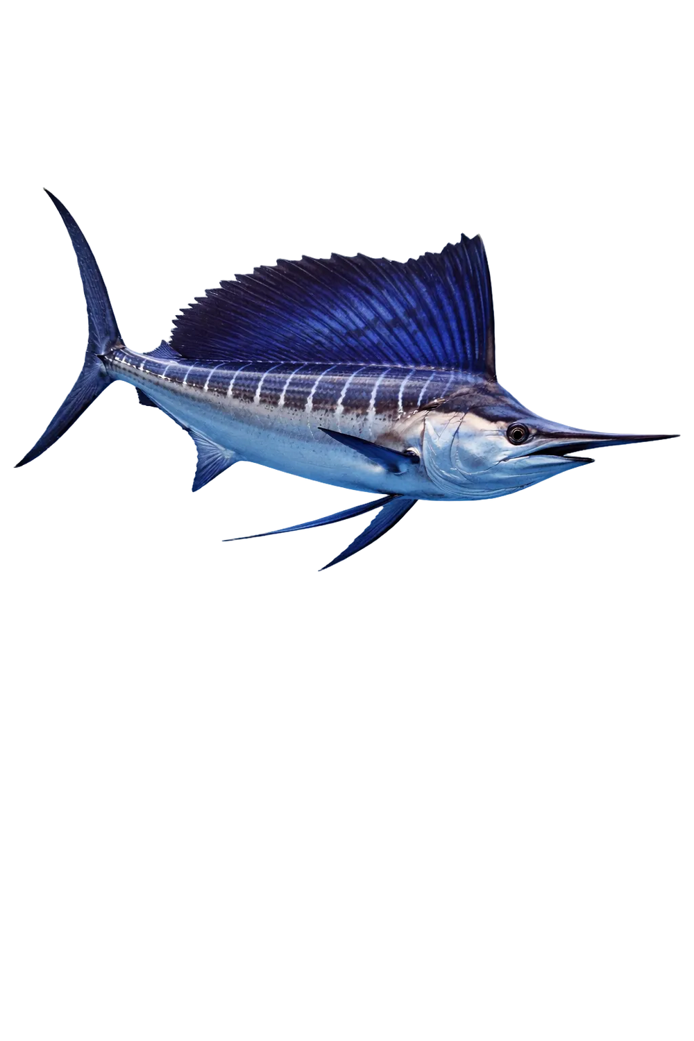 Atlantic Sailfish