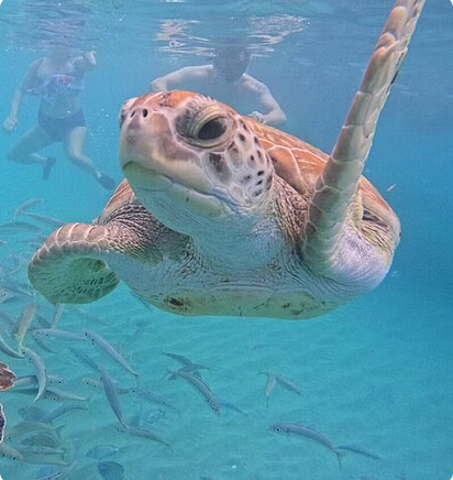 The Blue Experience: Snorkeling with Turtles & Beach Hopping tour