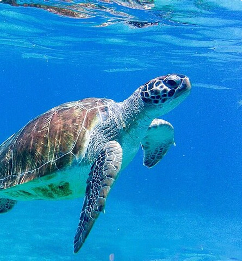 The Blue Experience: Snorkeling with Turtles & Beach Hopping tour
