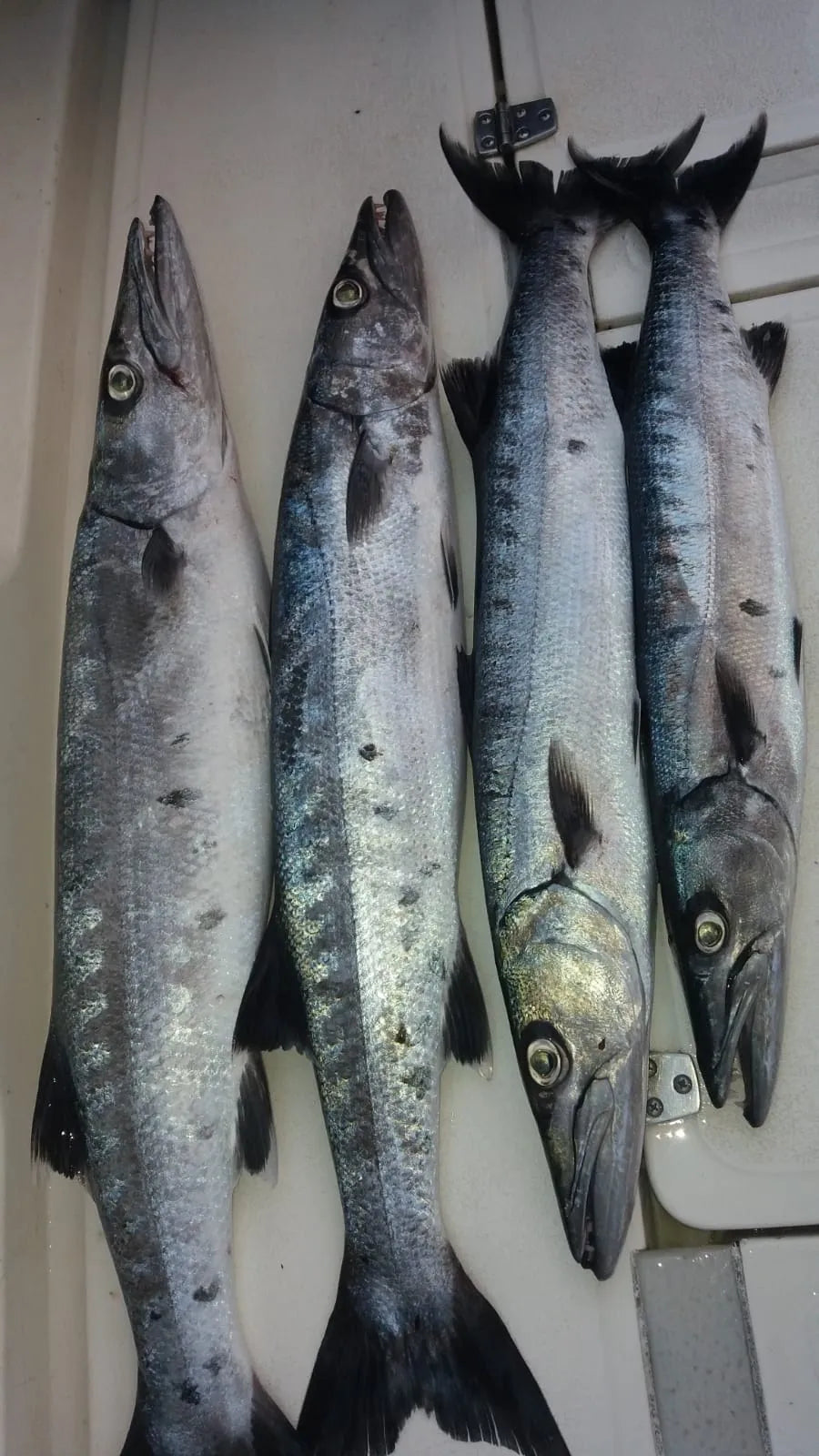 4 hours fishing 38ft Luhrs Offshore fishermens yacht