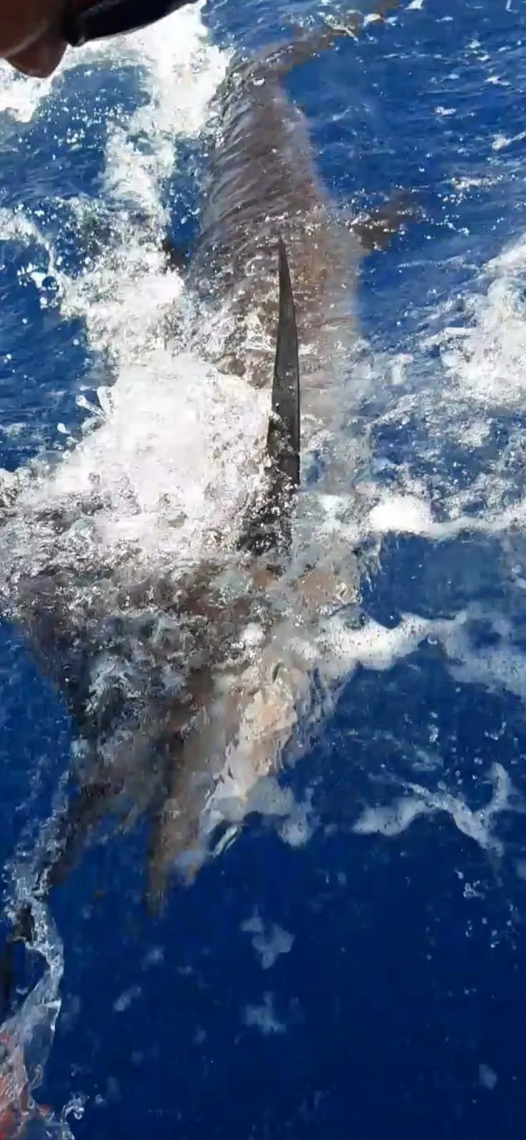 6 hours fishing 38ft Luhrs Offshore fishermens yacht