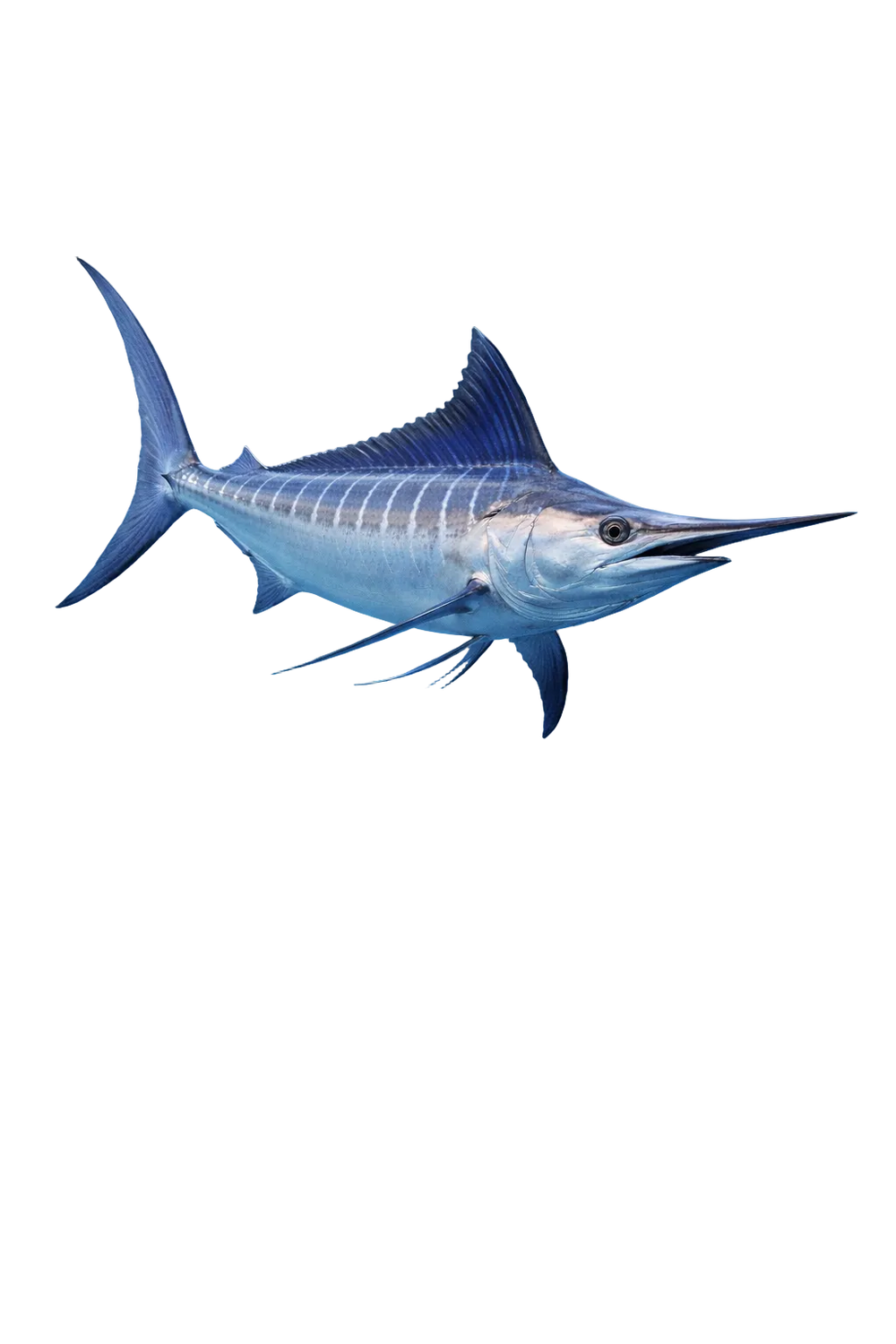 White Marlin